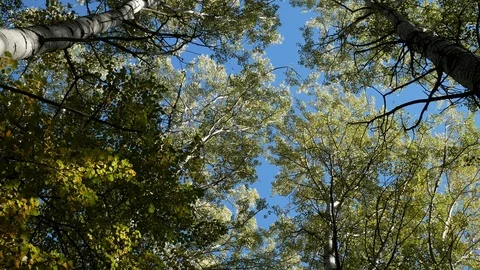 Crown of trees swaying on wind Video stock 100849303