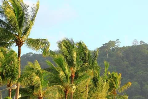 Crown tropical palm trees in the wind Stock Photos