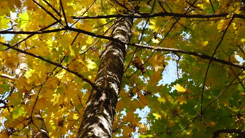 In the crown of a yellow maple, a squirrel gnaws a seed on a branch, bottom view Stock Footage 291275555