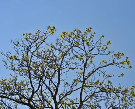 Crown young spring tree against the blue sky Stock Photos