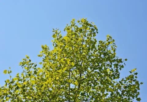 Crown young spring tree against the blue sky Stock Photos