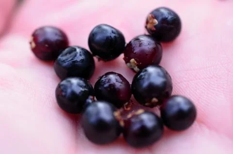 Crownberry in palm Stock Photos