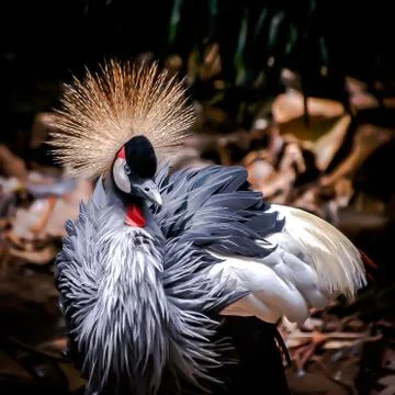 Crownbird-NF 스톡 사진