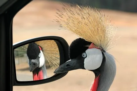 Crowned cane. Stock Photos