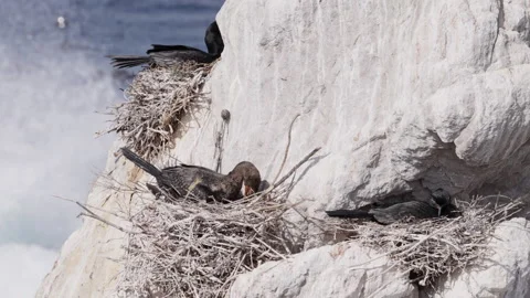 Crowned Cormorant Nesting on Kelp-Washed Coastal Rocks Stock Footage 308711984
