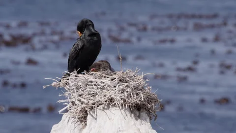 Crowned Cormorant Pair Nesting Above Kelp-Lined Waters Stock Footage 308704710