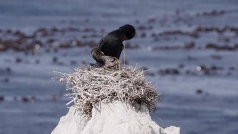 Crowned Cormorant Pair Nesting on the Western Cape Coast Stock Footage 308705977