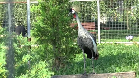 Crowned crane bird Stock Footage