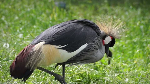 Crowned crane bird 動画素材 107680911