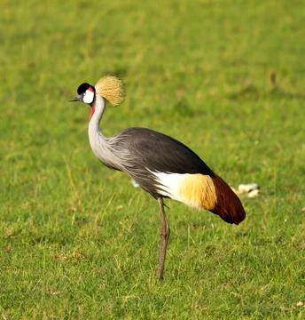 Crowned crane bird Stock Photos