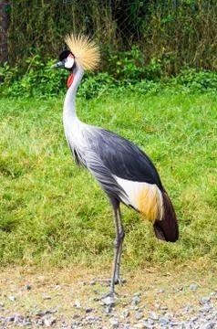 Crowned Crane Bird Stock Photos
