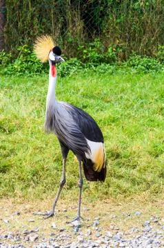 Crowned Crane Bird Stock Photos