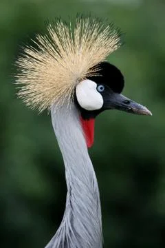 Crowned Crane Bird Stock Photos