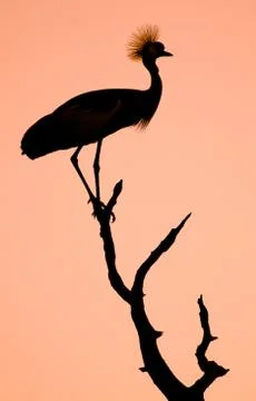 Crowned crane bird silhouette Stock Photos