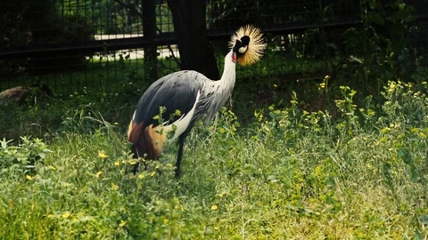 Crowned crane in a cage in a zoo Stock Footage 86565415