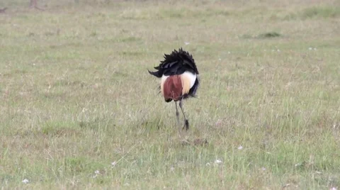 Crowned Crane eats grass, Kenya Stock Footage 46963025