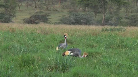 Crowned crane Stock Footage 10722747