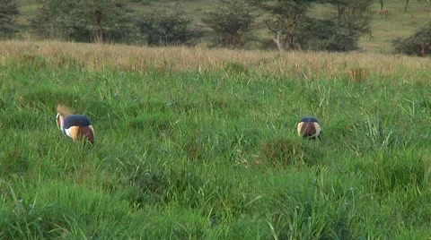 Crowned crane Stock Footage 10750292