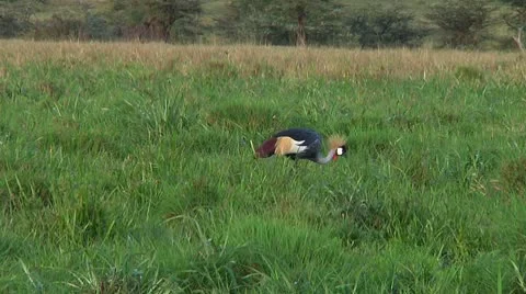 Crowned crane Stock Footage 10750310