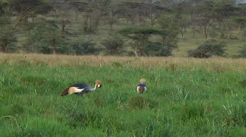 Crowned crane Stock Footage 10750321