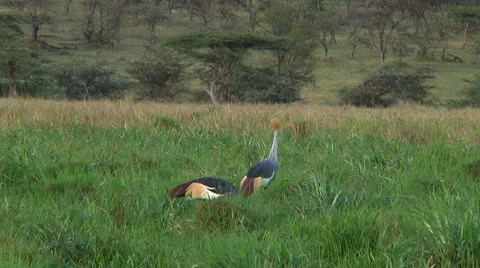 Crowned crane Stock Footage 10750337
