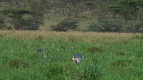 Crowned crane Stock Footage 10750364