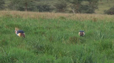Crowned crane Stock Footage 10756472