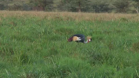 Crowned crane Stock Footage 10756479