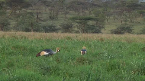 Crowned crane Stock Footage 10756489