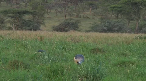 Crowned crane Stock Footage 10756555
