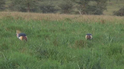 Crowned crane Stock Footage 10759435