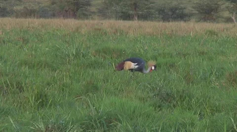 Crowned crane Stock Footage 10759444