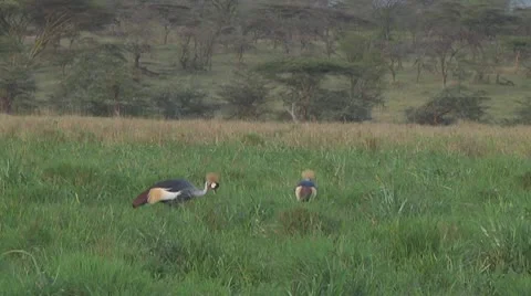 Crowned crane Stock Footage 10759458