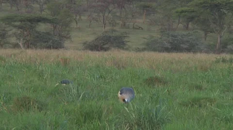 Crowned crane Stock Footage 10759500
