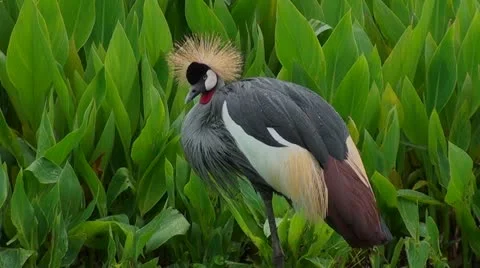 Crowned crane Stock Footage