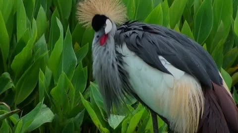 Crowned crane Stock Footage 12208094