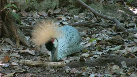 Crowned crane laying Stock Footage 373433
