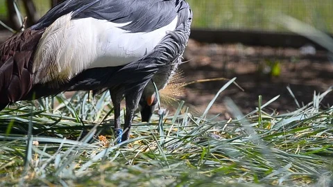 Crowned crane on nature Stock Footage 94377321