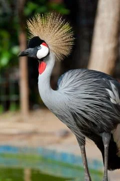 Crowned crane Stock Photos