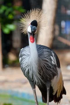 Crowned crane Stock Photos