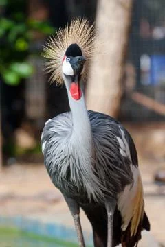 Crowned crane Stock Photos