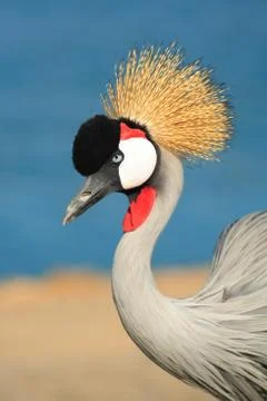 Crowned crane Stock Photos