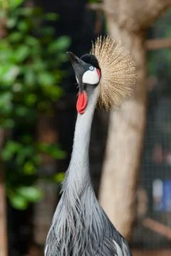 Crowned crane Stock Photos