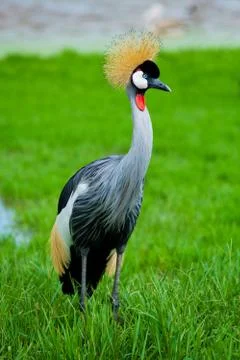 Crowned crane Stock Photos