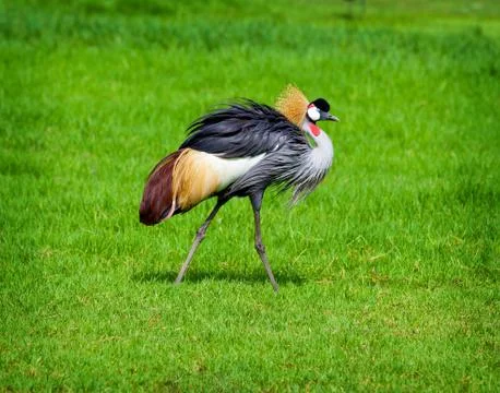 Crowned crane Stock Photos