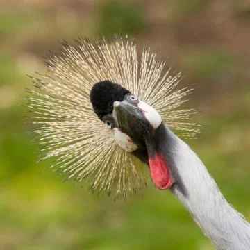 A crowned crane Stock Photos