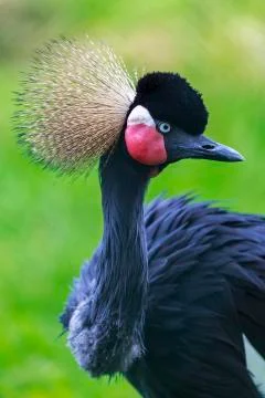 Crowned crane Stock Photos