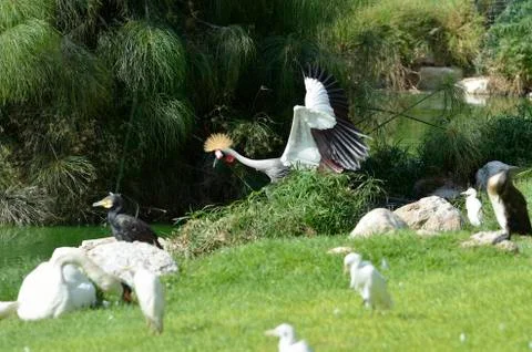 Crowned crane Stock Photos