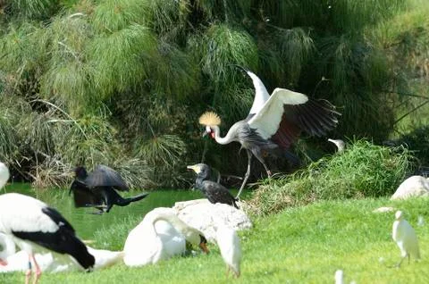 Crowned crane Stock Photos