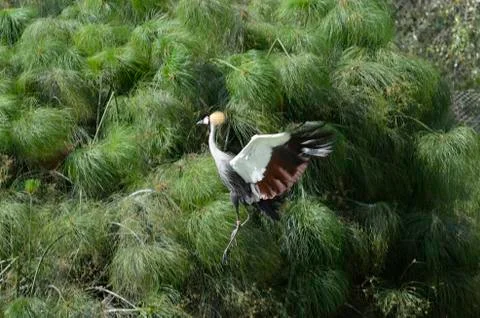 Crowned crane Stock Photos